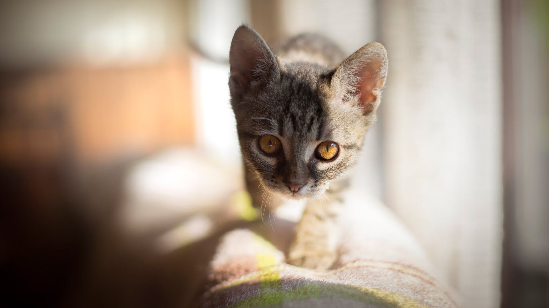 九游jiuyou-NBA球员心理素质培养，nba球员性格问题