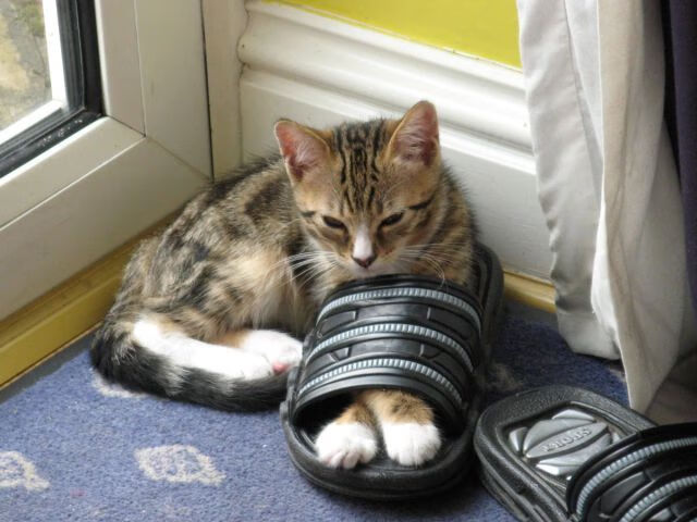 九游下载安装-城市夜跑群体行为特征与服务策略研究，城市夜跑说说