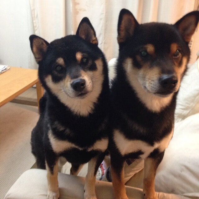 九游娱乐中心-篮球运动员专项技术动作训练标准,篮球运动员专项技能特征 第5张 九游娱乐中心-篮球运动员专项技术动作训练标准,篮球运动员专项技能特征 第5张