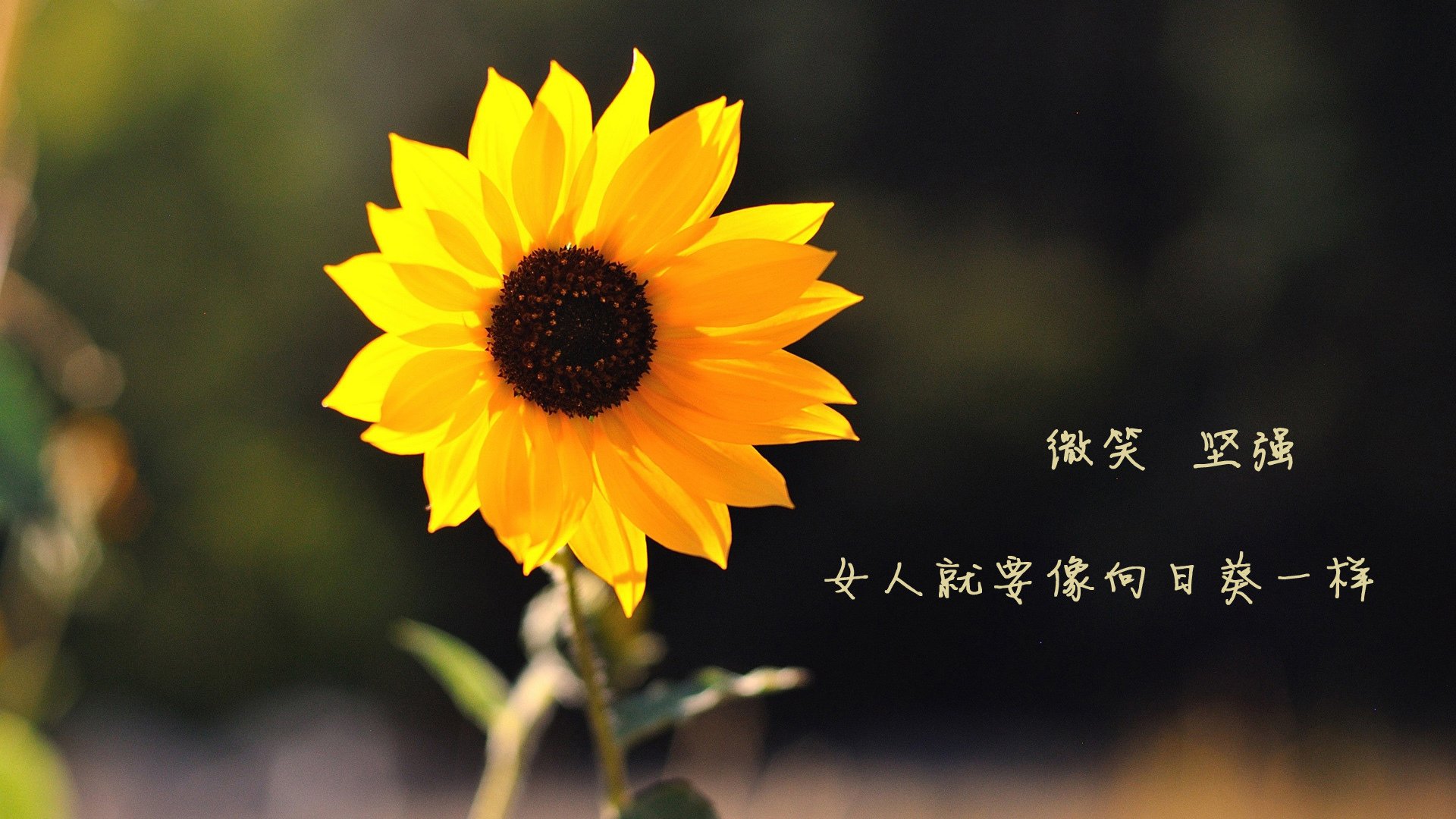 九游jiuyou-“台球赛事：天府校区体育馆见证完美击球与完美策略”