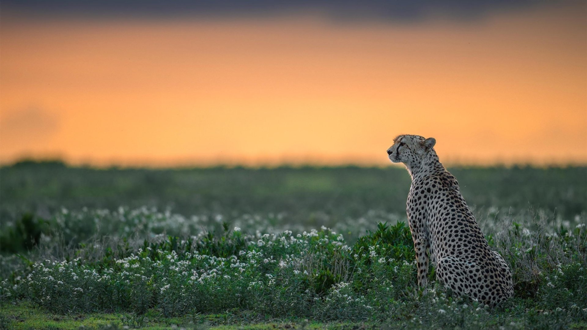 Jiuyou-世界杯中国队迎战 球迷激情点燃全场，世界杯赛中国队