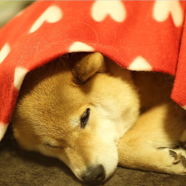 九游娱乐中心-冲刺划频提升技术动作分析，冲刺动作要领