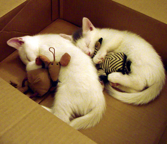 九游游戏中心-世界杯倒计时：2026年赛事场馆建设全面推进中，2022年世界杯场馆