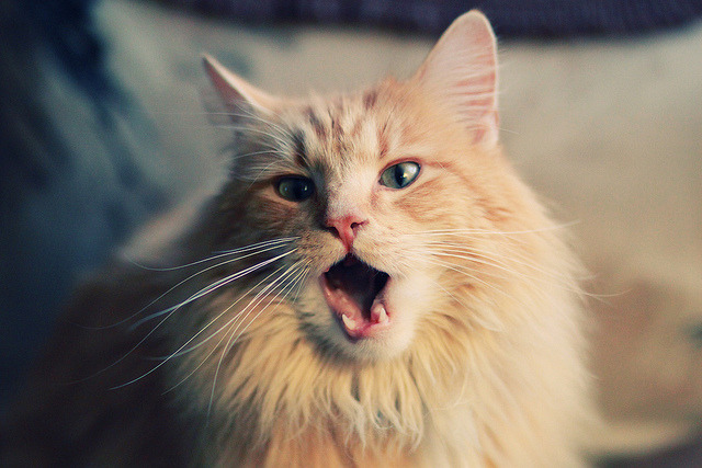 九游（jiuyou.com）游戏-决赛场上 麦克沃伊领先优势明显，麦克沃特