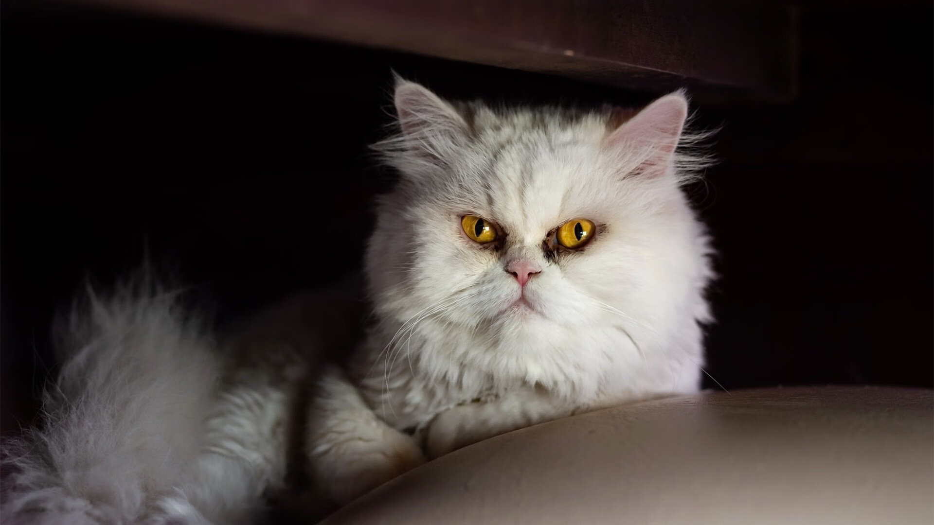 九游（jiuyou.com）游戏-塞内加尔男篮在非洲锦标赛中奋力拼搏，争夺冠军荣耀，塞内加尔男篮名单