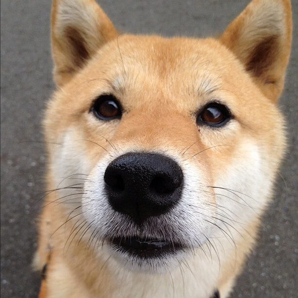 -张伟丽登顶积分榜格斗冠军赛，张伟丽格斗比赛视频直播