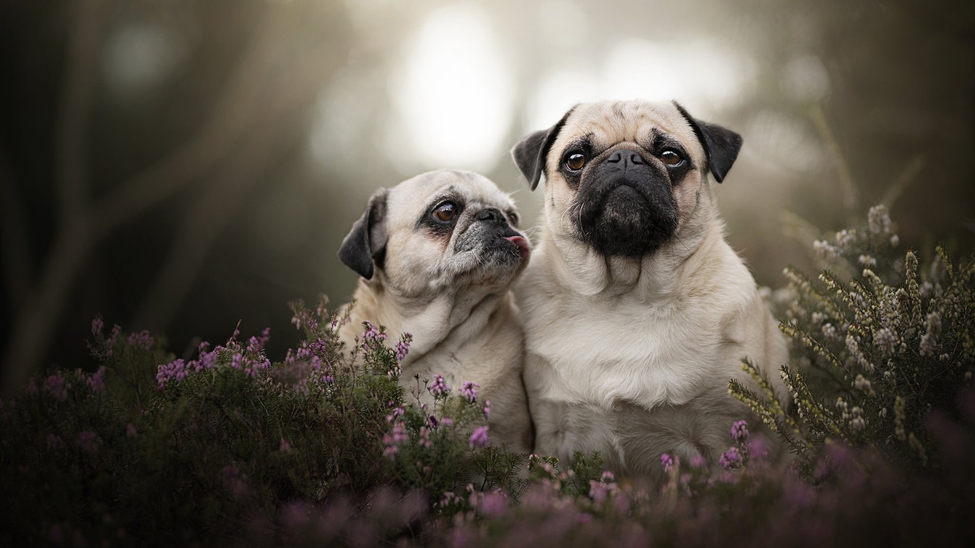 九游网页版入口-比利时男篮在欧洲预赛中奋勇奋战，冲击奥运资格，比利时男篮阵容