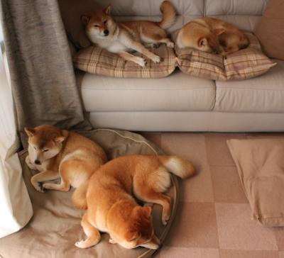 九游app下载中心-洛杉矶湖人在NBA季后赛中激战正酣，冲击总冠军