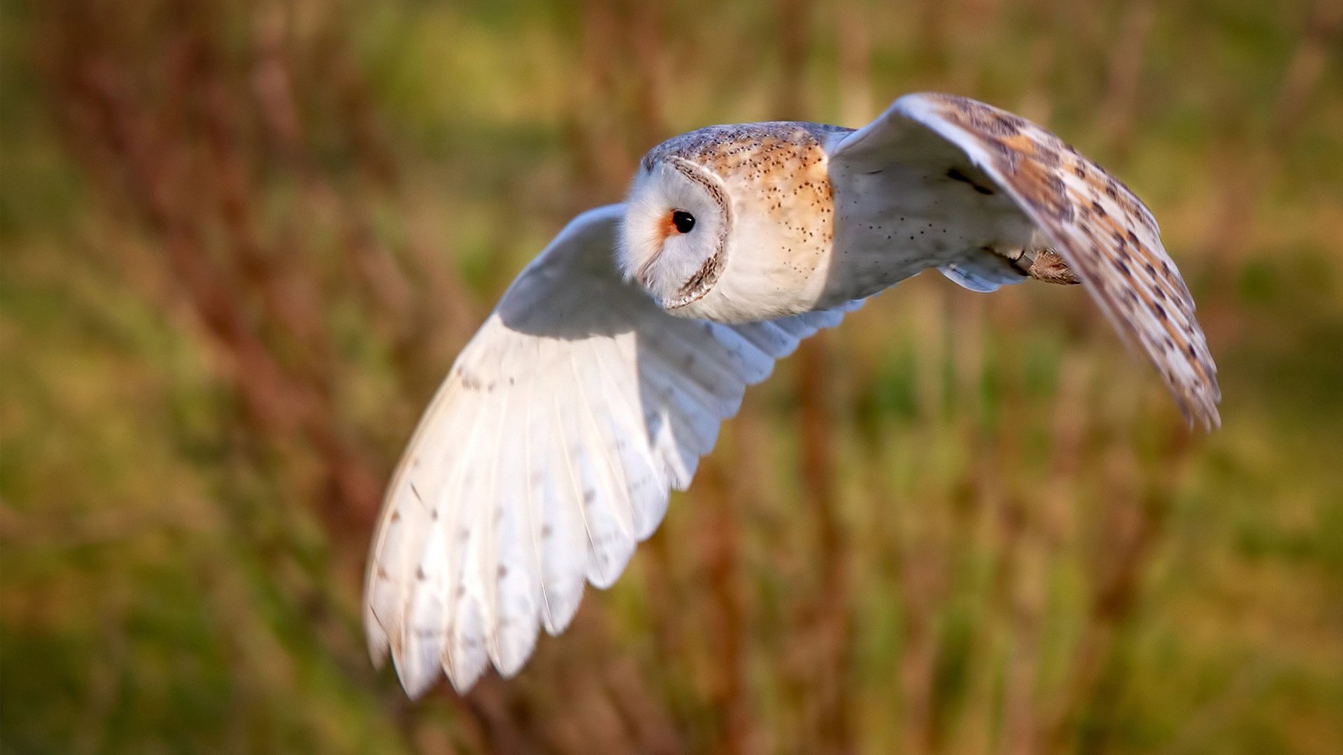 九游游戏中心官网-球迷文化研究报告发布，展望全球化发展趋势，球迷文化什么意思