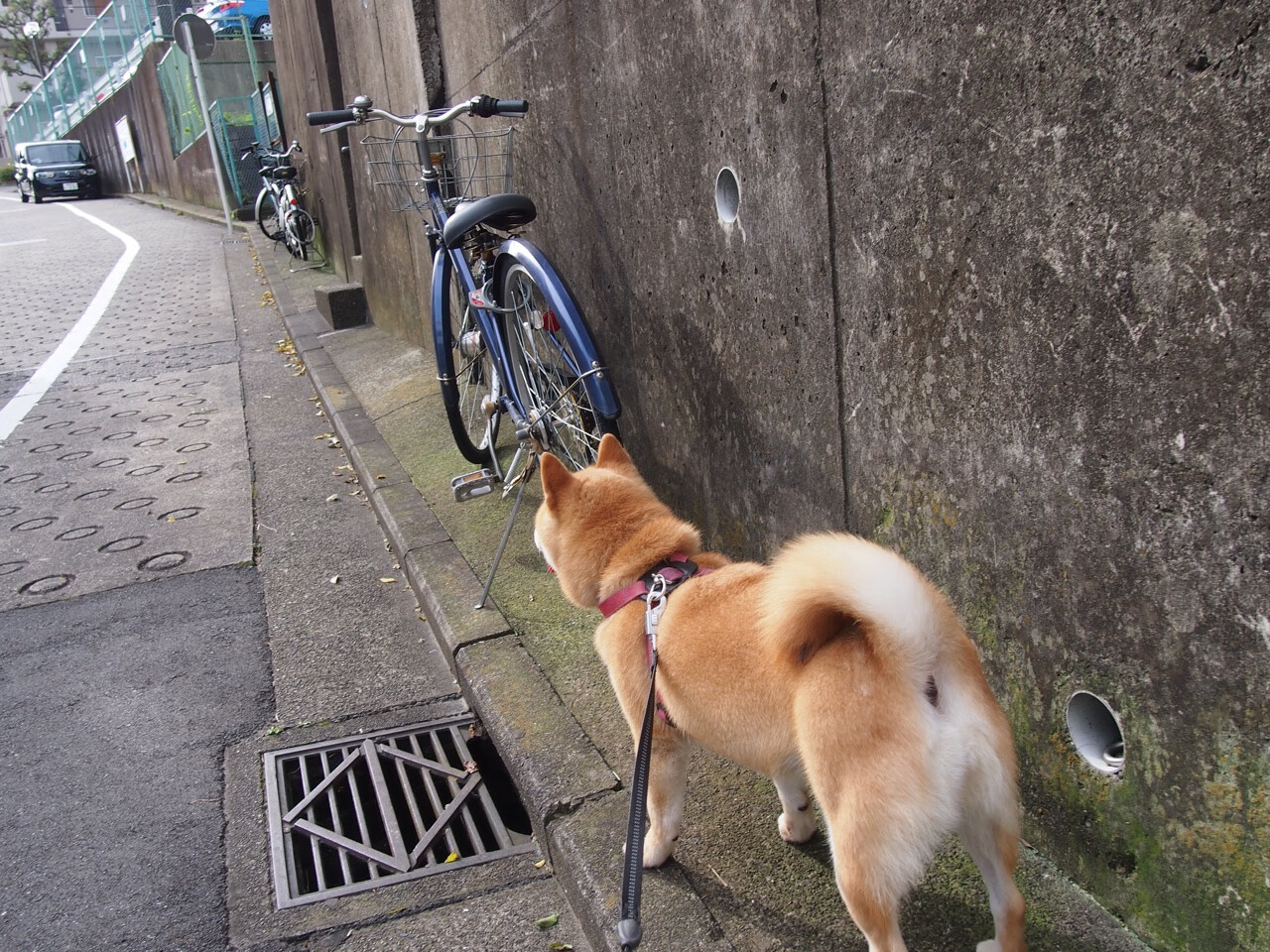 九游下载中心-男篮后卫训练营落地华南地区加强位置专项技能培养，男篮主力后卫