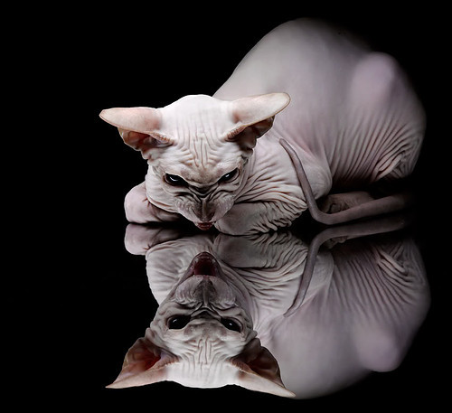 九游官网pc-32强俱乐部世界杯开幕：全新模式引全球注目