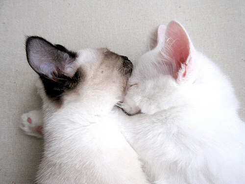 九游官网下载电脑版-9月17日欧冠开战，三天连播18场！，19日欧冠比赛时间