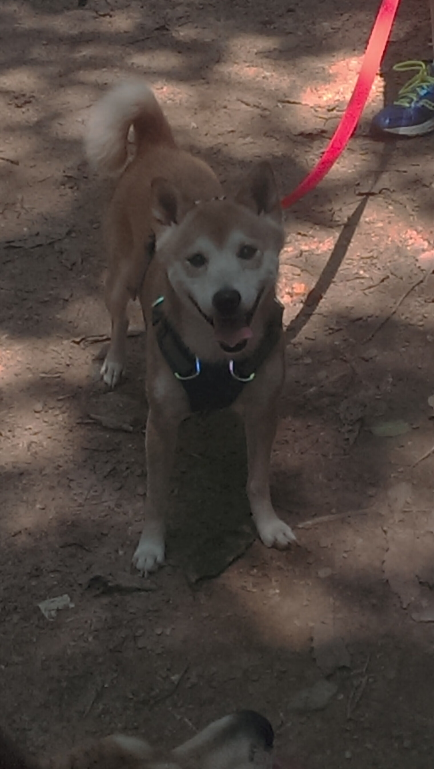九游用户空间-中国足球是否应设立青训质量评估体系，我国足球青训发展现状