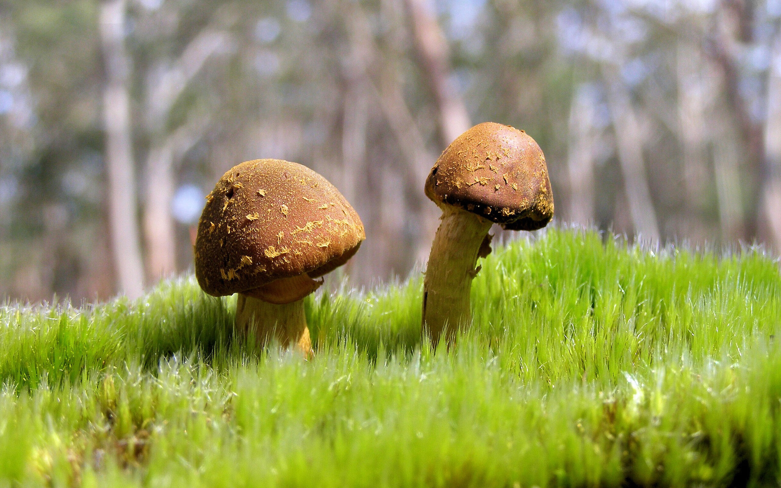 九游下载安装-华人男童命丧氧舱，美国华社关注